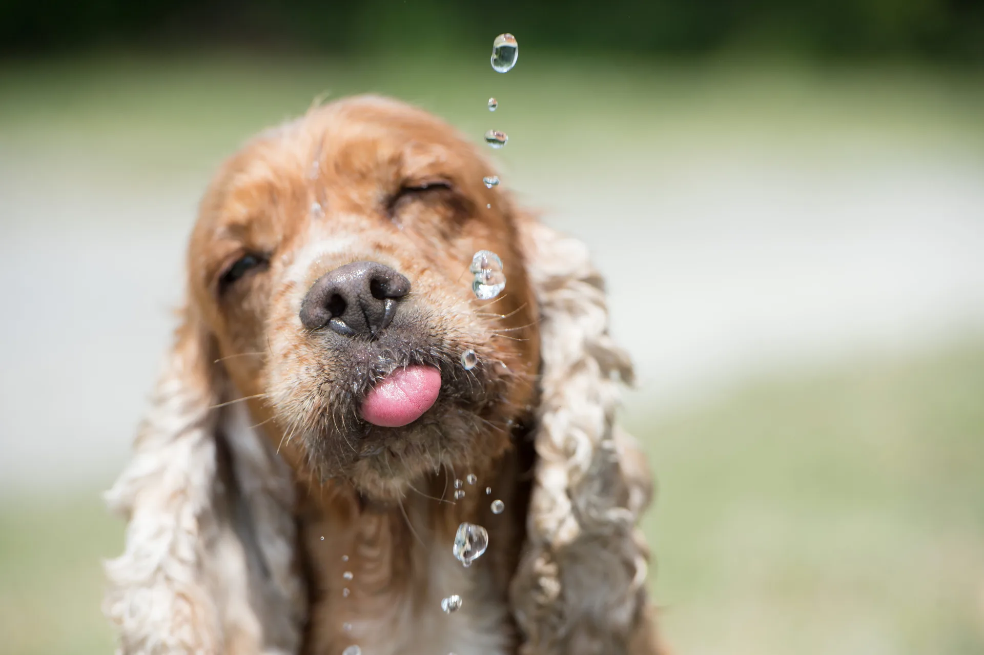 Cocker spaniel puppy with water droplets on its face